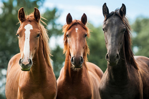 Equine Veterinarian in Woodinville, WA - Our Services